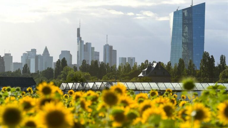 Girasoles en las inmediaciones de Frankfurt