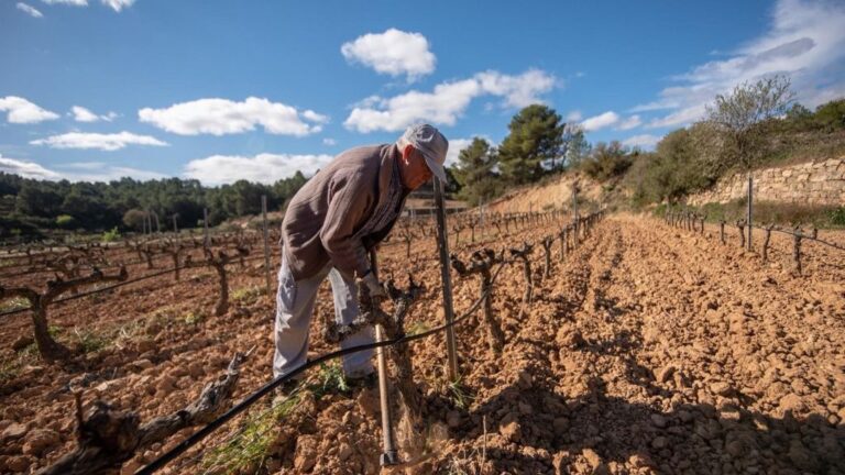 Agricultor en viñedo