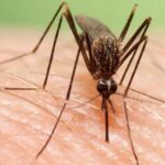 El 'Aedes japonicus', una nueva especie invasora de mosquito proveniente de Oriente