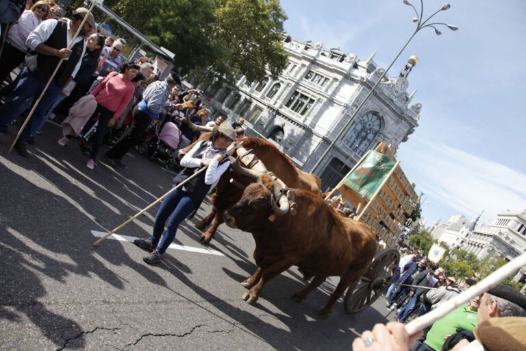 Fiesta de la trashumancia