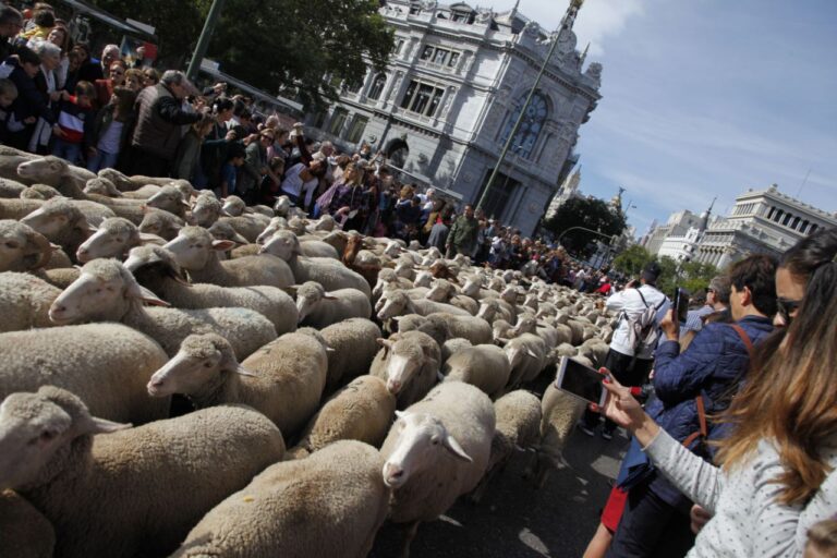 Fiesta de la trashumancia