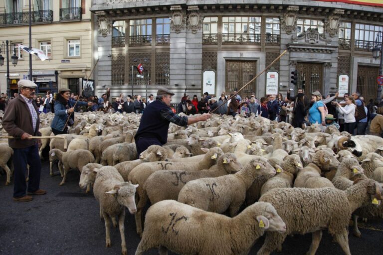 Fiesta de la trashumancia