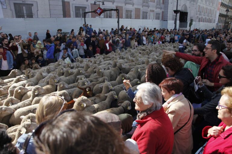 Fiesta de la trashumancia