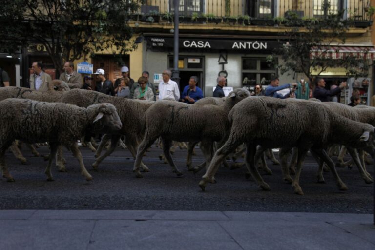 Fiesta de la trashumancia