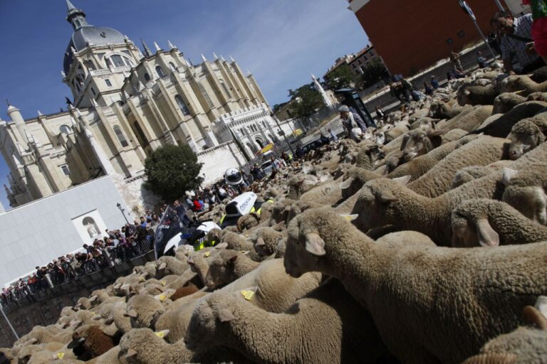 Fiesta de la trashumancia