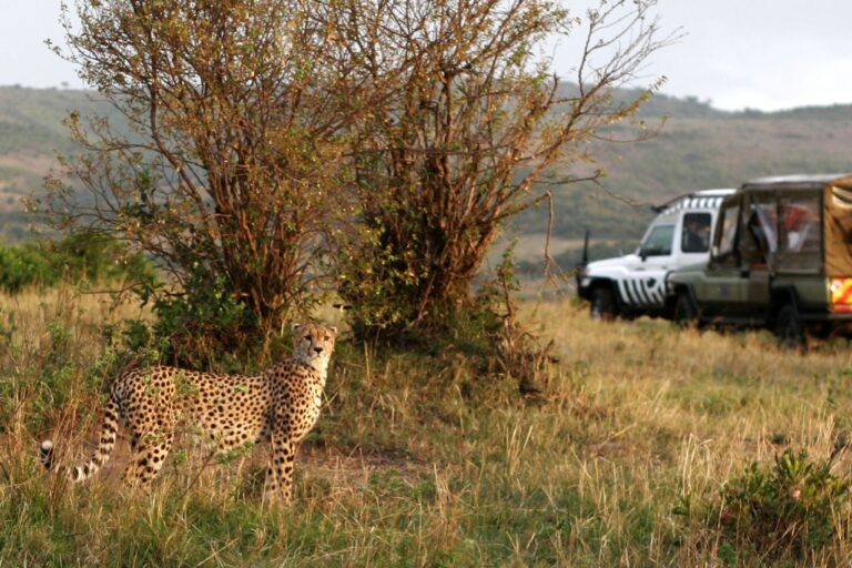 Safari Africa Kenia