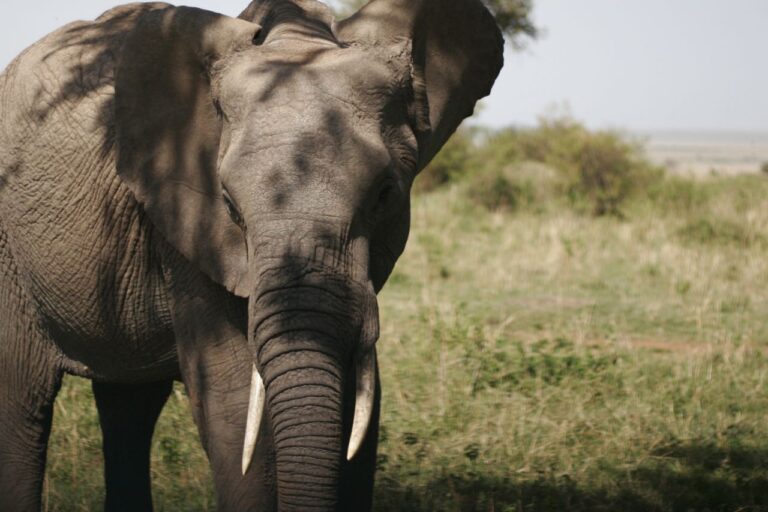 Safari elefante Africa Kenia