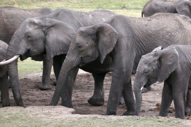 Safari elefante Africa Kenia