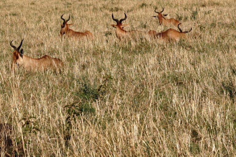 Safari gacelas Africa Kenia