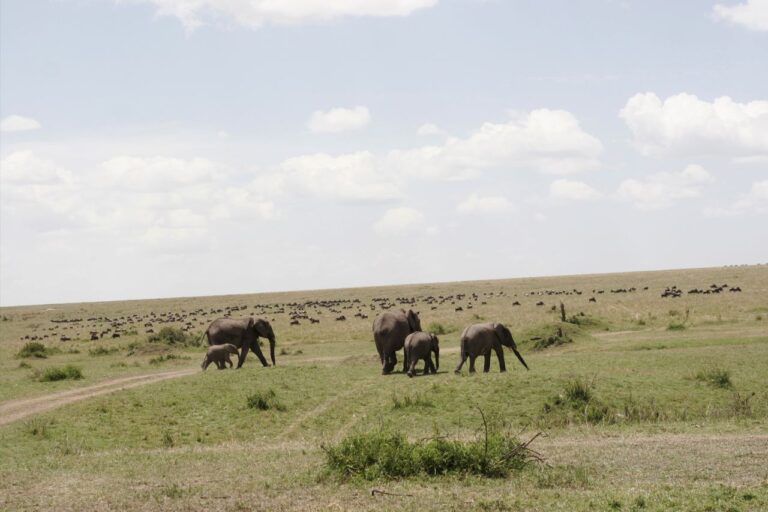Safari Africa Kenia