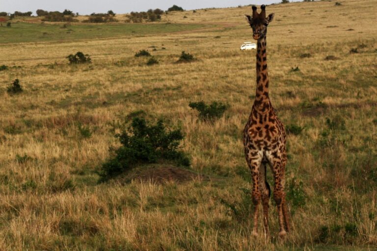 Safari jirafa Africa Kenia