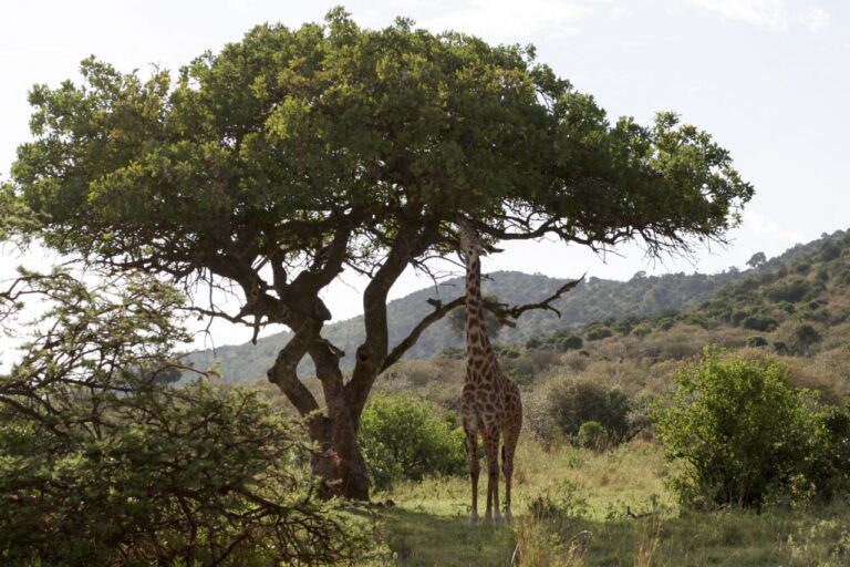 Safari jirafa Africa Kenia