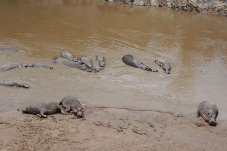 Safari hipopotamos Africa Kenia