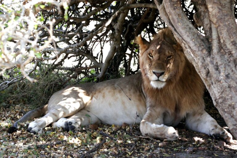 Safari leon Africa Kenia