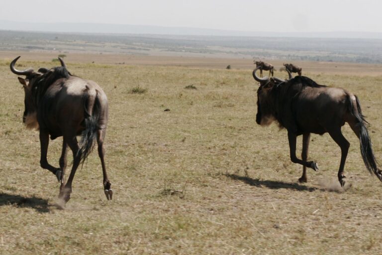 Safari nu Africa Kenia