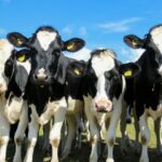 Vacas terneras ganadogranja alimentación carne