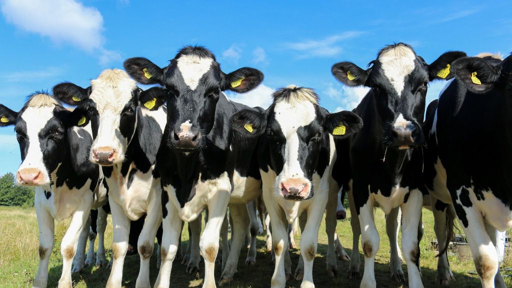 Vacas terneras ganadogranja alimentación carne