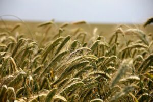 agricultura centeno campo cereales
