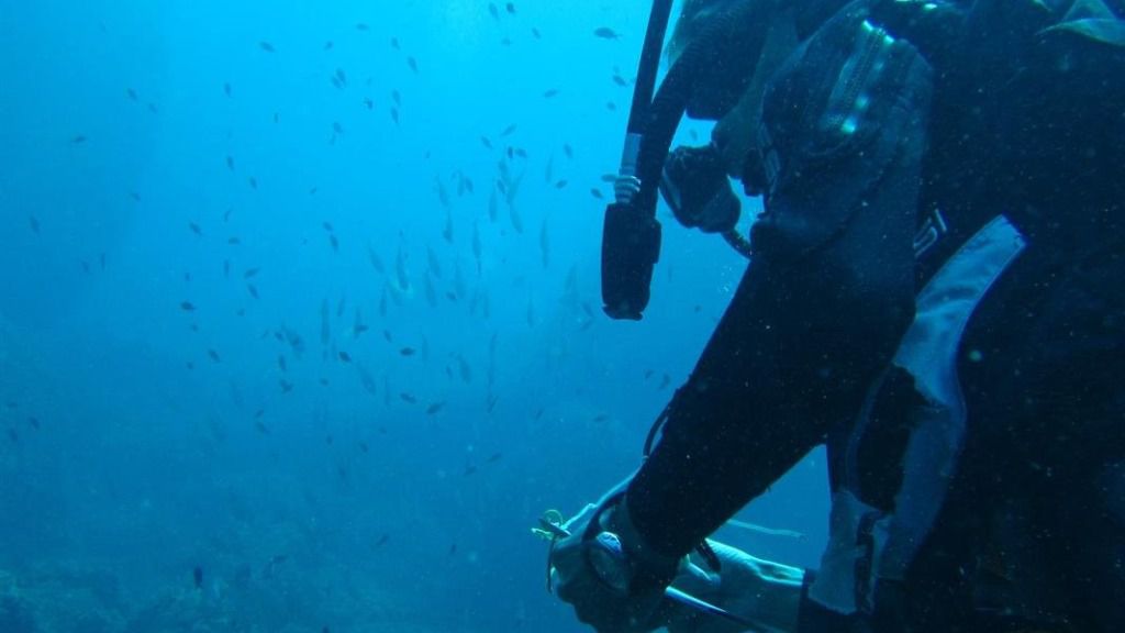 Buceador submarinista submarinismo especies UICN agua mar mediterráneo