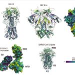 Imágenes de proteínas de virus de la gripe, VIH y SARS-CoV-2 con zonas coloreadas según su potencial para mutar y ‘escapar’ de la respuesta inmunitaria