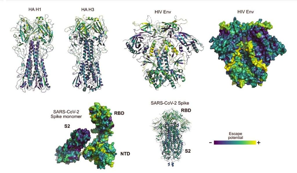Imágenes de proteínas de virus de la gripe, VIH y SARS-CoV-2 con zonas coloreadas según su potencial para mutar y ‘escapar’ de la respuesta inmunitaria
