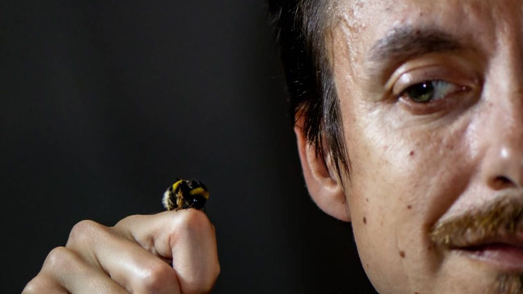 El biólogo argentino Eduardo Zattara junto a una obrera de abejorro europeo (Bombus terrestris), especie que tras su introducción intencional en Chile para polinizar cultivos se asilvestró y cruzó los Andes entrando en Argentina