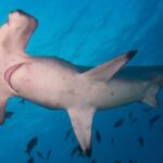 El tiburón martillo común es una de las especie más amenazadas por la presión pesquera