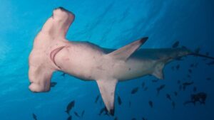 El tiburón martillo común es una de las especie más amenazadas por la presión pesquera