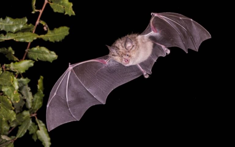 El murciélago grande de herradura (Rhinolophus ferrumequinum) podría albergar 68 nuevos coronavirus a largo plazo, según el nuevo estudio. / Adobe Stock