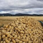 Campo de patata en Álava