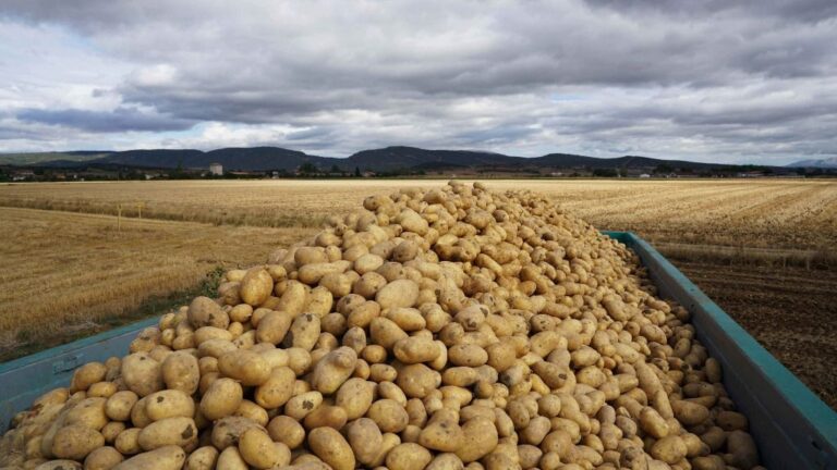 Campo de patata en Álava