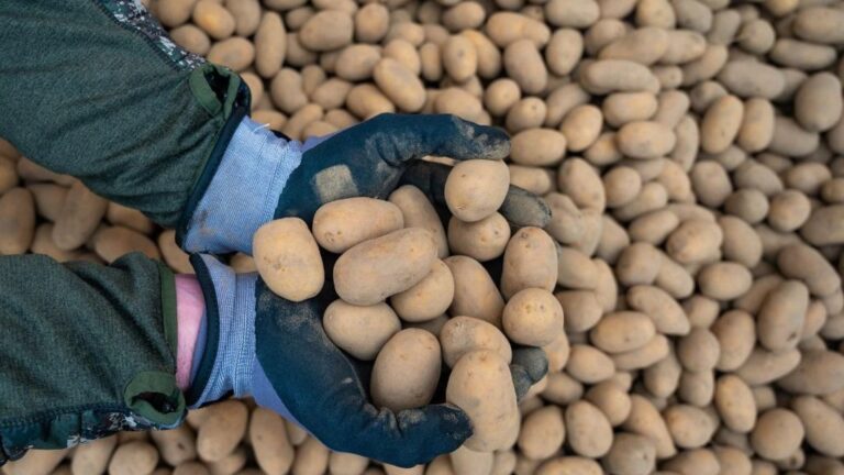 Un agricultor muestra sus patatas en Alemania