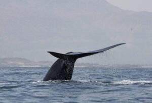 Una ballena azul del noroeste del Océano Índico se lanza a bucear en la costa del Mar Arábigo de Omán. - ROBERT BALDWIN/ENVIRONMENT SOCIETY OF OMAN