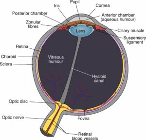 Esquema del ojo