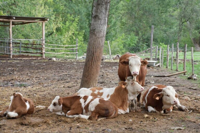 En la huerta regenerativa las vacas pastan cada día en una parcela de pasto diferente y tardan un tiempo en volver a esa zona, para no estropear las plantas con el pisoteo/ CREAF