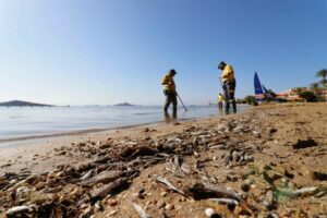 Operarios retiran del mar los peces muertos que han aparecido por quinto día consecutivo este viernes en las playas del Mar Menor en Murcia /© Juan Carlos Caval (EFE)