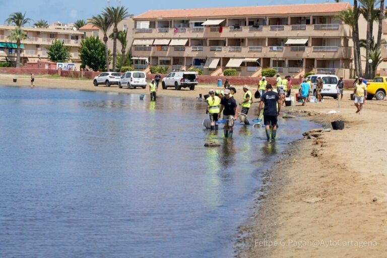 Peces muertos en el Mar Menor, labores de limpieza - AYUNTAMIENTO CARTAGENA