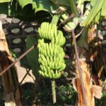 El Gobierno de Canarias convoca la ayuda 141,1 millones a los productores de plátano con IGP - CEDIDO POR GOBIERNO DE CANARIAS