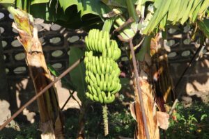 El Gobierno de Canarias convoca la ayuda 141,1 millones a los productores de plátano con IGP - CEDIDO POR GOBIERNO DE CANARIAS