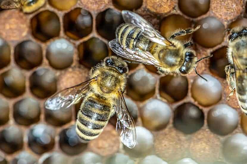 El veneno de abeja tiene efectos de anestesia