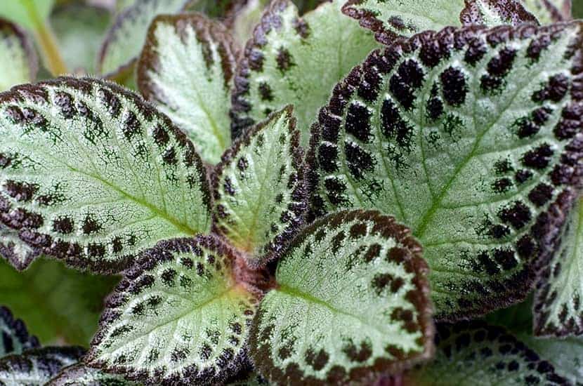 La forskolina podría ayudar a las personas a perder peso