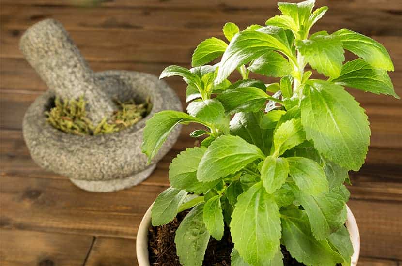 La stevia endulza Multislim sin aportarle calorías