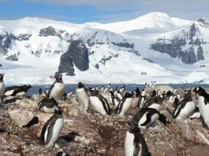 Colonia de pingüino papúa, Pygoscelis papua. / Andrés Barbosa