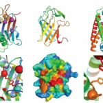 Modelos de estructura en 3D de distintas proteínas por el algoritmo RoseTTAFold. / Minkyung Baek & AAAS