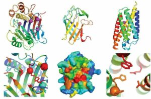 Modelos de estructura en 3D de distintas proteínas por el algoritmo RoseTTAFold. / Minkyung Baek & AAAS