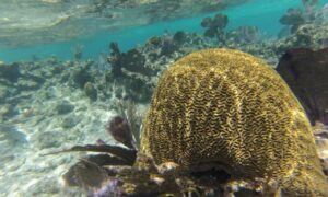 Una colonia de coral en el mar Caribe. / Colleen Bove