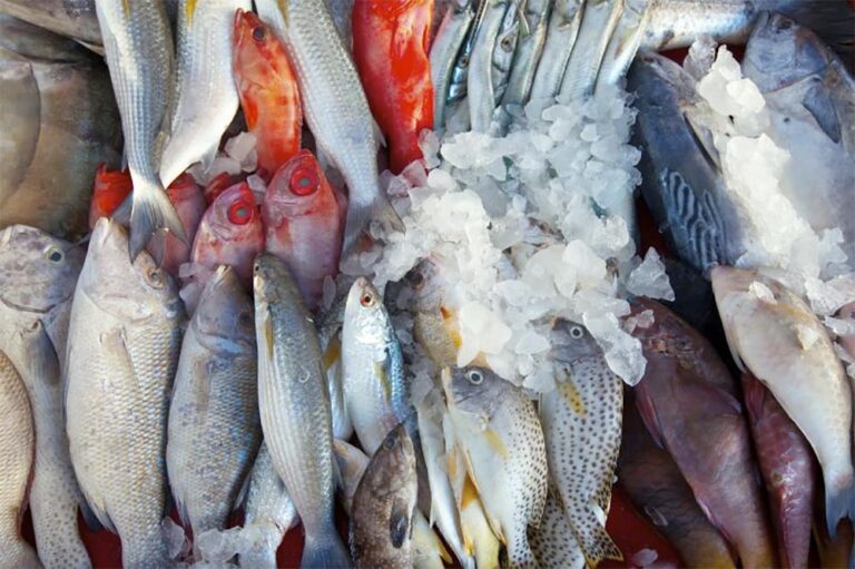 Pescado fresco en la pescadería | Foto: Freepik