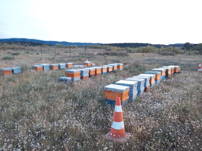 Día Mundial De Las Abejas / Iberdrola Introduce Colmenas En La Planta Fotovoltaica De Arañuelo - IBERDROLA