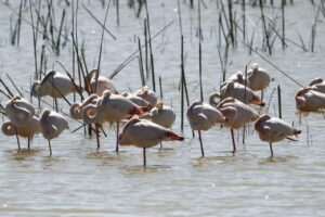 Gracias a este tipo de censos, se pueden obtener datos comparables entre años del tamaño de las poblaciones acuáticas del Espacio Natural de Doñana, así como su distribución y evolución en el tiempo. / Pixabay