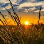 El rendimiento del trigo aumentará en regiones de latitudes altas y disminuirá en las de latitudes bajas, entre otras consecuencias. / Pixabay